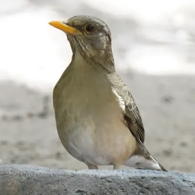 File:Turdus pelios 260581620.jpg