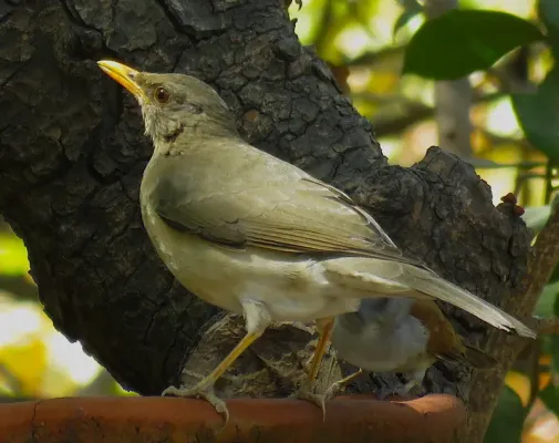 File:Turdus pelios 50863100.jpg