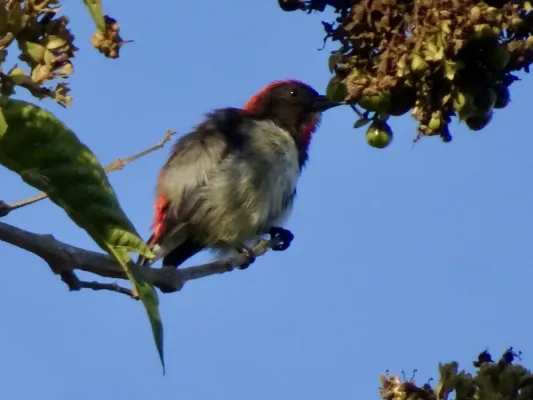 File:Dicaeum igniferum 316626999.jpg