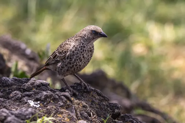 File:Rufous-tailed weaver (Histurgops ruficauda), Ngorongoro Crater, Tanzania.jpg