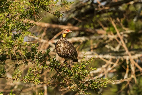 File:Gelbkehlfrankolin (Pternistis leucoscepus), Vorderansicht.jpg