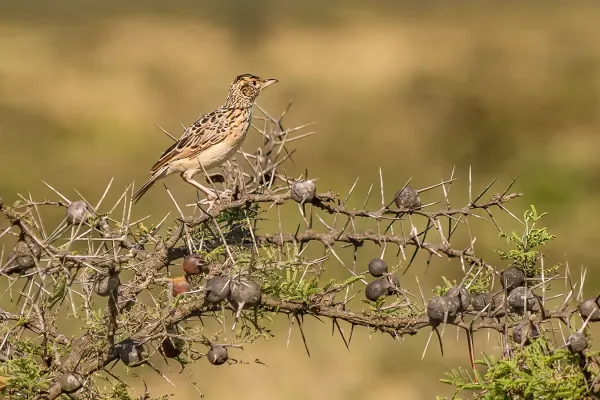 File:Corypha athi, Seitenansicht.jpg
