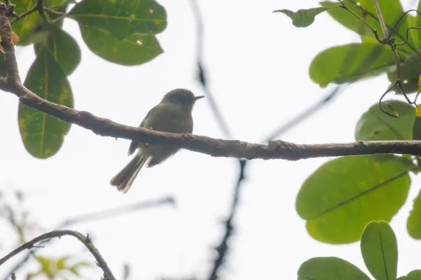 File:Phylloscartes beckeri by Thomaz de Carvalho Callado.jpg