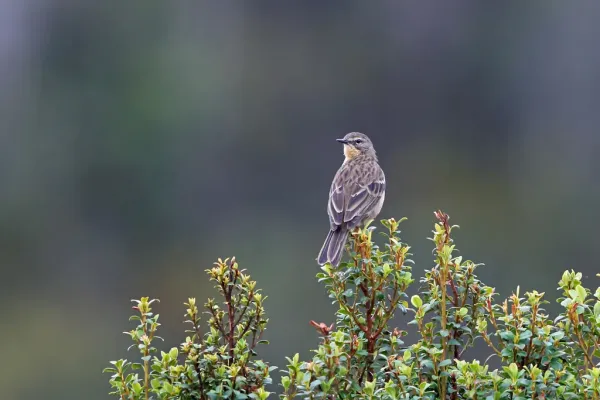 File:Anthus gutturalis.jpg