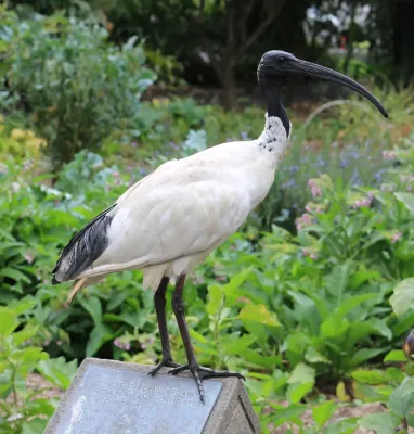 File:Australian White Ibis, Threskiornis molucca.jpg