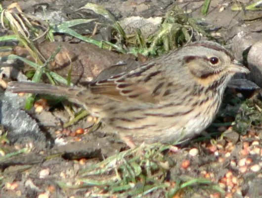 File:Melospiza lincolnii 30075.JPG