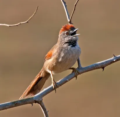File:Synallaxis albescens -Piraju, Sao Paulo, Brazil-8.jpg