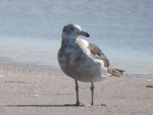 File:Larus atlanticus 109401912.jpg