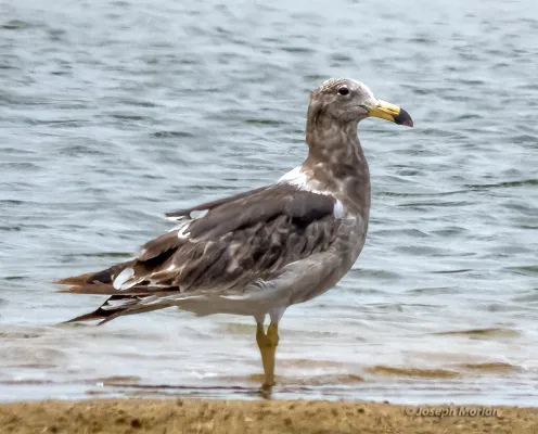 File:Larus atlanticus 257673232.jpg
