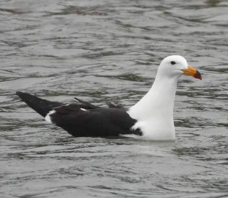 File:Larus atlanticus 300598227.jpg