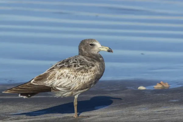 File:Larus atlanticus 366990310.jpg