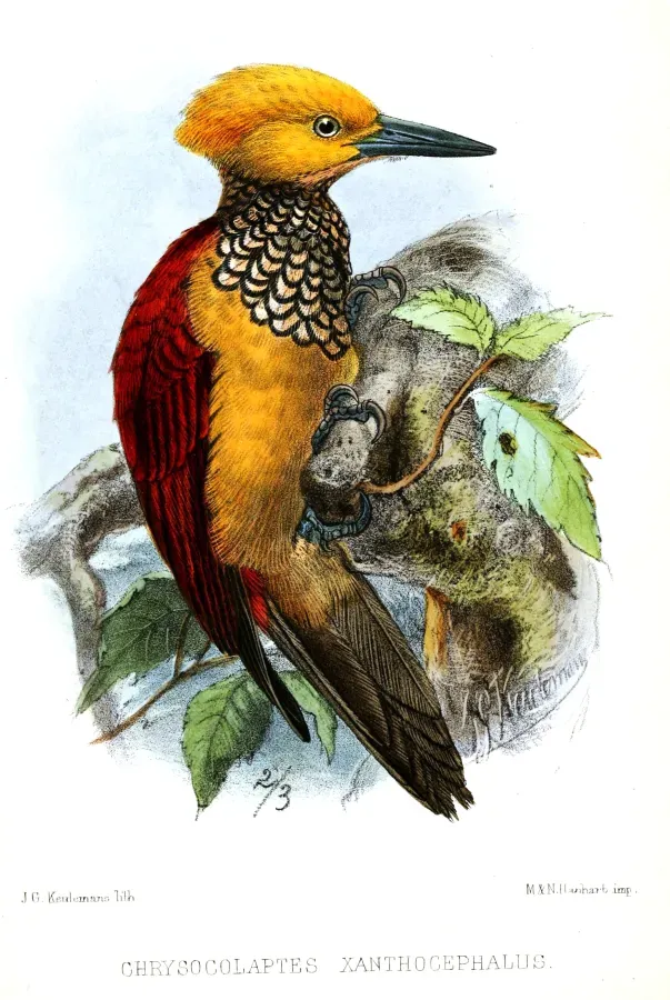 File:ChrysocolaptesXanthocephalusKeulemans.jpg