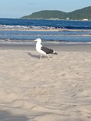File:Larus dominicanus - Rafael - 471634358.jpeg