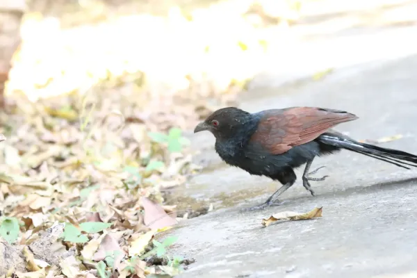 File:Greater coucal or crow pheasant (Centropus sinensis) in Rabindra Sarobar Kolkata 15 Feb 46.jpg