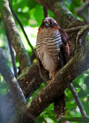 File:Micrastur ruficollis -Parque Estadual da Serra da Cantareira, Sao Paulo, Brazil-8.jpg