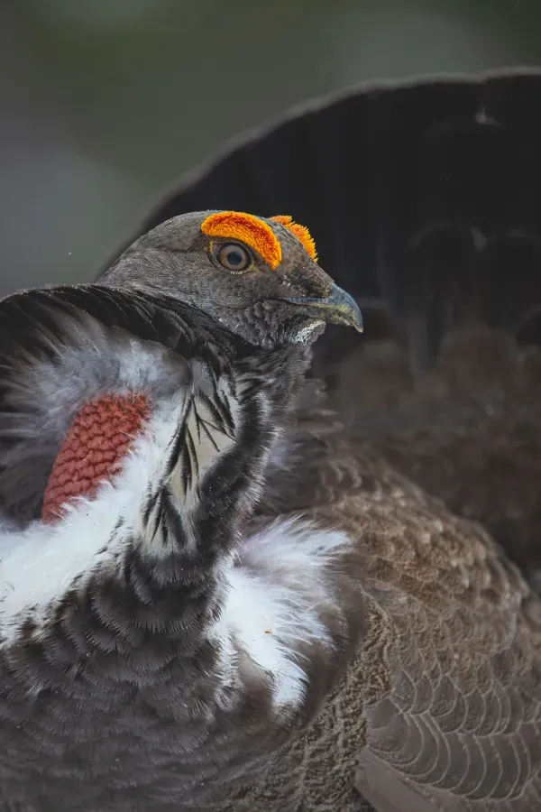 File:Dusky Grouse -Dendragapus obscurus (52843514566).jpg