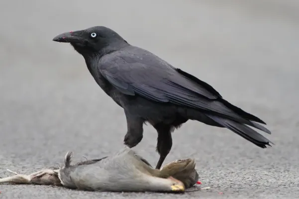 File:Corvus tasmanicus - Collinsvale.jpg