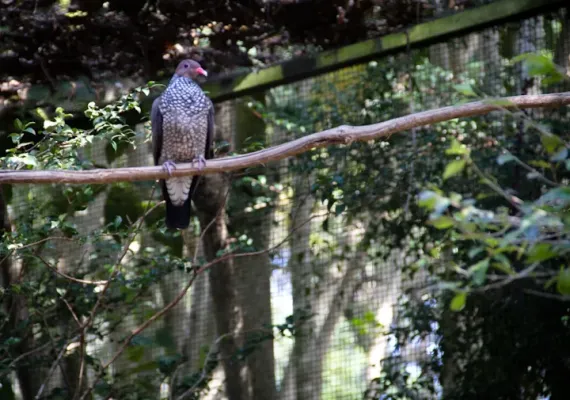 File:Patagioenas speciosa -Zooparque Itatiba, Sao Paulo State, Brazil -adult-8a.jpg