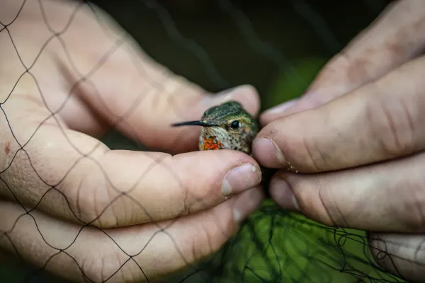 File:Rufous Hummingbird - Selasphorus rufus (51361815043).jpg
