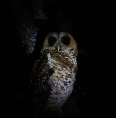 File:Búho Andino - Strix albitarsis.jpg