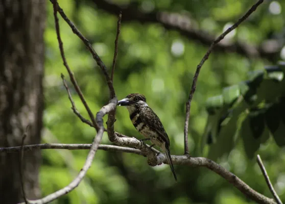 File:Hypnelus Bicinctus - Bobo de dos bandas - Two banded Puffbird.jpg