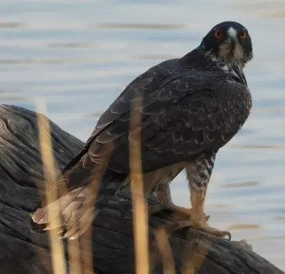 File:Ayres's hawk-eagle (Hieraaetus ayresii) 1.jpg