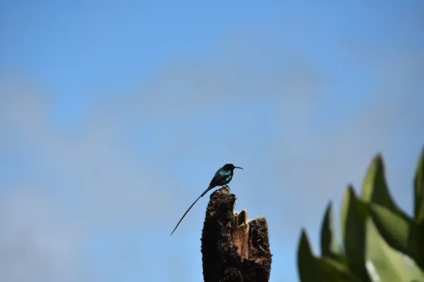 File:Nectarinia johnstoni in Kenya 148100529.jpg