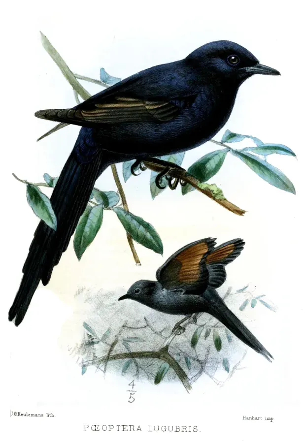 File:PoeopteraLugubrisKeulemans.jpg