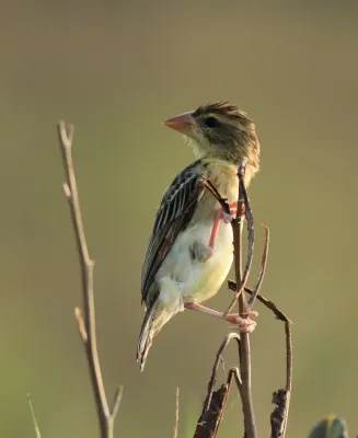 File:Baya weaver (Ploceus philippinus) (11674).jpg