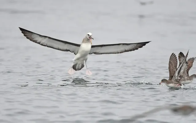 File:Thalassarche bulleri 392876047.jpg