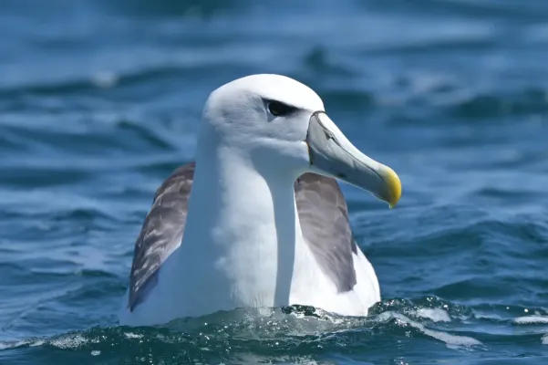 File:Thalassarche cauta 470731365.jpg