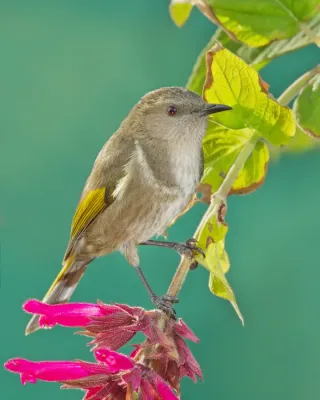File:Phylidonyris pyrrhopterus - Austin's Ferry 2.jpg