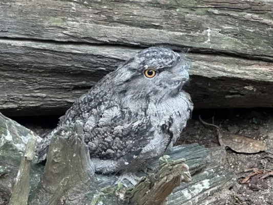 File:A Tawny frogmouth, Podargus strigoides.jpg
