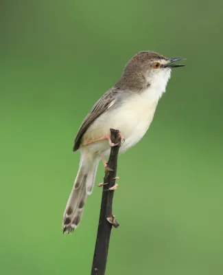 File:Plain prinia (Prinia inornata) (71200).jpg