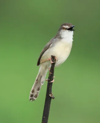 File:Plain prinia (Prinia inornata) (24258).jpg