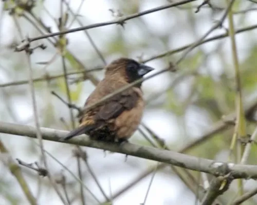 File:Black-throated Munia (Lonchura kelaarti).jpg