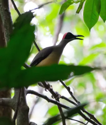 File:Picathartes oreas 470067775.jpg