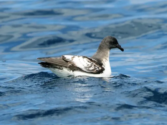 File:Daption capense capense, at sea off Cape of Good Hope, South Africa 08.jpg