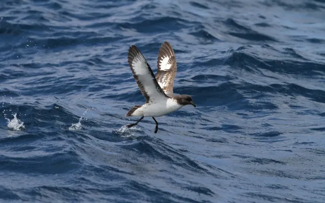File:Daption capense capense, at sea off Cape of Good Hope, South Africa 22.jpg