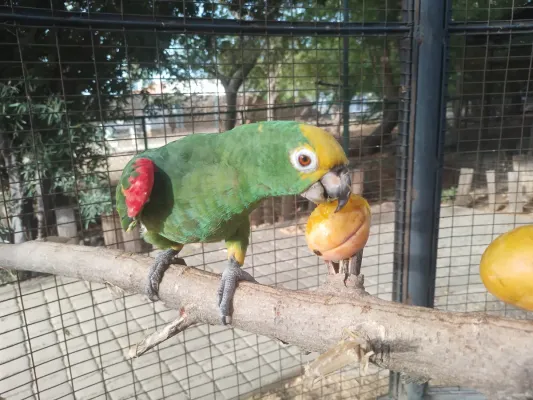 File:Amazona ochrocephala en Zoológico de Paraguaná.jpg