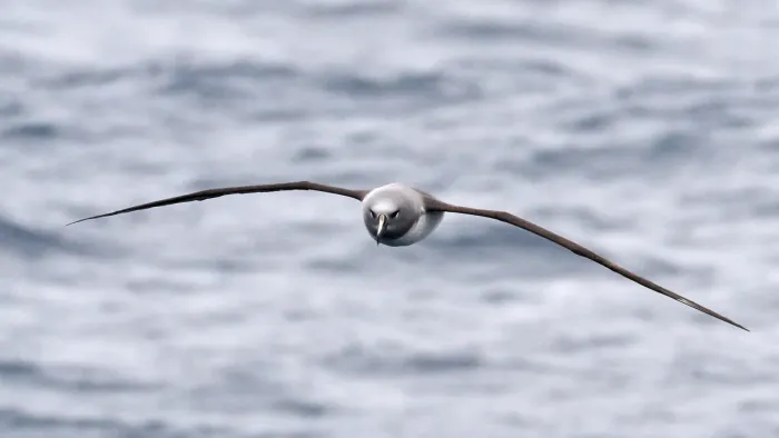 File:Thalassarche chrysostoma 448656869.jpg