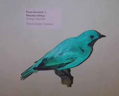 File:Cotinga maynana 1.jpg