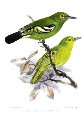 File:AegithinaViridissimaKeulemans.jpg