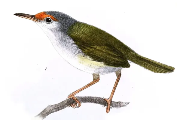 File:Orthotomus frontalis Keulemans.jpg