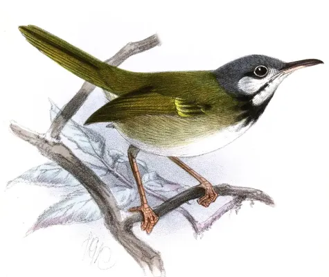 File:Orthotomus cinereiceps Keulemans.jpg