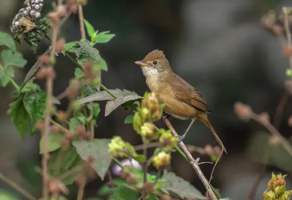 File:মোটা-চঞ্চু টিকরা (Acrocephalus orinus),পালা, বর্ধমান, পশ্চিমবঙ্গ.DSC2437.jpg