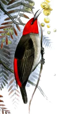 File:Myzomela adolphinae.jpg