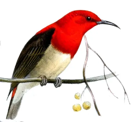 File:Myzomela chloroptera.jpg