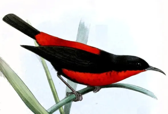 File:Myzomela chermesina.jpg