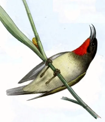 File:Myzomela sclateri.jpg